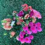 Dahlias, Dahlin' Flower Share Aug 13-Oct 8